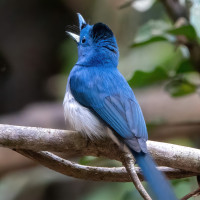 Black-naped Monarch